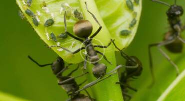 Cómo limpiar y desalojar insectos peligrosos